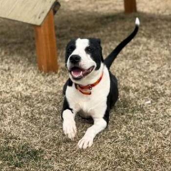 Pit Bull Terrier and Mixed Breed Dogs Available for Adoption in Driggs, Idaho - Lil