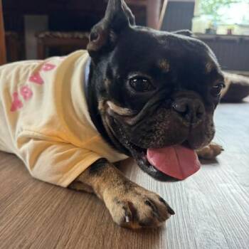 Mochi -  French Bulldog Dog for Adoption in Williston, Vermont - Mochi | PetCurious