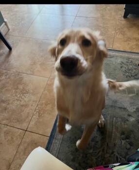 Mixed Breed Dogs Available for Adoption in Anthem, Arizona - Chula | PetCurious