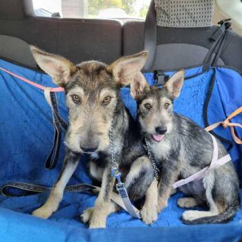 Schnauzer Dogs Available for Adoption in Gig Harbor, Washington - Camila | PetCurious
