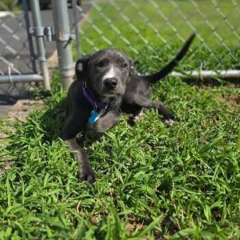 Raven -  Pit Bull Terrier and Labrador Retriever Dog for Adoption - Raven | PetCurious