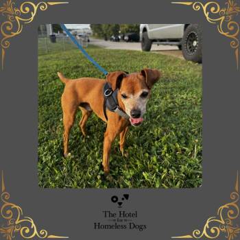 Rescue Miniature Pinscher and Chihuahua Dogs for Adoption in Cumberland, Rhode Island - Jack | PetCurious