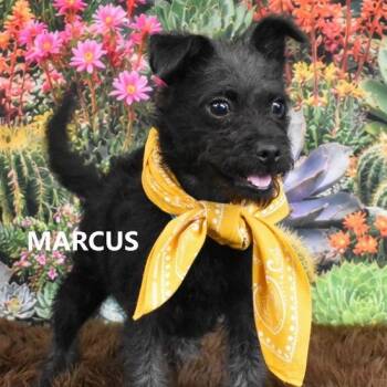 Marcus -  Border Terrier and Terrier Dog for Adoption in Scottsdale, Arizona - Marcus | PetCurious
