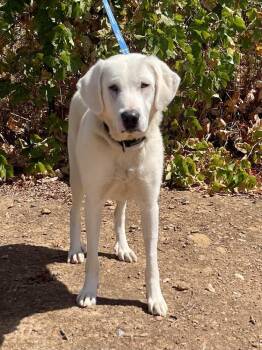 Magnolia -  Great Pyrenees and Akbash Dog for Adoption in Jamestown, California - Magnolia | PetCurious