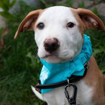 Dr Owen Hunt -  American Staffordshire Terrier Dog for Adoption in Houston, Texas - Dr Owen Hunt | PetCurious