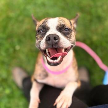 Polkadots -  Chihuahua Dog for Adoption in Chico, California - Polkadots | PetCurious