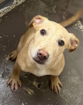 Tucker -  Labrador Retriever Dog for Adoption in Little Rock, Arkansas - Tucker | PetCurious