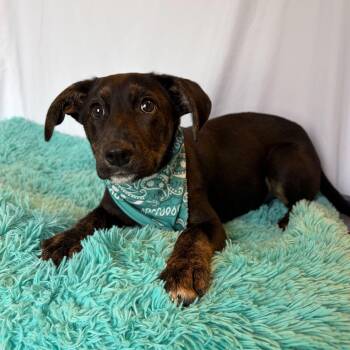 Mixed Breed Dogs Available for Adoption in Canal Winchester, Ohio - Regal | PetCurious