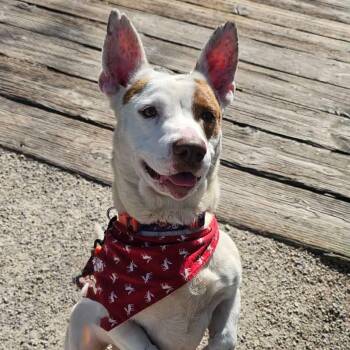 Corgi and Pit Bull Terrier Dogs Available for Adoption in Dysart, Iowa - Walter | PetCurious