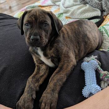 Maddox -  Shepherd and Pit Bull Terrier Dog for Adoption in Rock Hill, South Carolina - Maddox | PetCurious