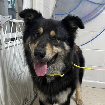 Chow Chow and Retriever Dogs Available for Adoption in Birmingham, Alabama - Wicket | PetCurious