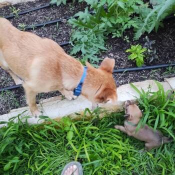 Chihuahua and Terrier Dogs Available for Adoption in Austin, Texas - Basilica | PetCurious