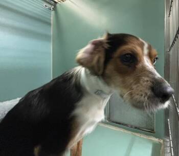 Snew P. Dog -  Mixed Breed Dog for Adoption in New York, New York - Snew P. Dog | PetCurious