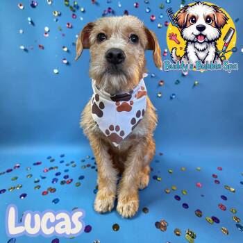 Lucas -  Terrier Dog Available for Adoption in Leander, Texas - Lucas | PetCurious