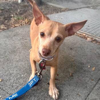 BEAN -  Chihuahua and Mixed Breed Dog for Adoption in Richmond, California - BEAN | PetCurious