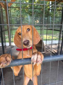 Magnolia -  Redbone Coonhound Dog for Adoption in Winnsboro, South Carolina - Magnolia | PetCurious