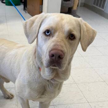 Mixed Breed Dogs Available for Adoption - Calvin | PetCurious