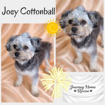 Poodle and Bichon Frise Dogs Available for Adoption in East Wenatchee, Washington - Joey Cottonball | PetCurious