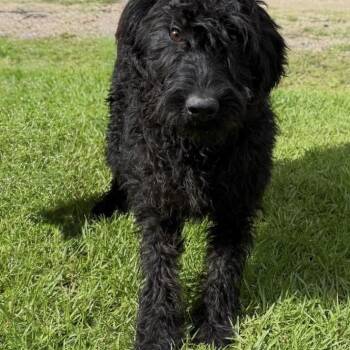 HONEY -  Poodle and Black Labrador Retriever Dog for Adoption in Enterprise, Alabama - HONEY | PetCurious