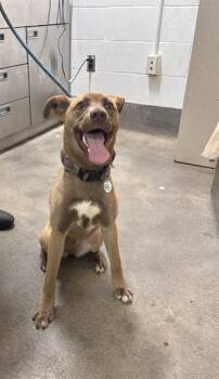 TIFFANY -  German Shepherd Dog Dog for Adoption - TIFFANY | PetCurious
