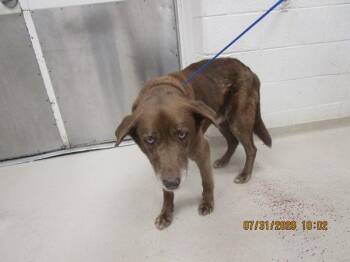 Rusty(828) -  Labrador Retriever and Siberian Husky Dog for Adoption in Marietta, Georgia - Rusty(828) | PetCurious