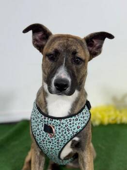 Mountain Cur and German Shepherd Dog Dogs Available for Adoption - Cocoa | PetCurious