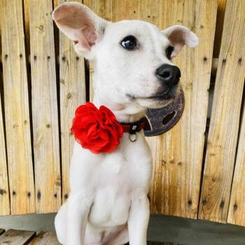 Rescue Shepherd Dogs for Adoption in Blacksburg, Virginia - Barry | PetCurious