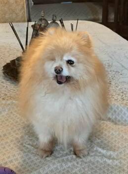 Cami -  Pomeranian Dog for Adoption in Los Angeles, California - Cami | PetCurious