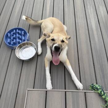 Judge Smalls -  Australian Cattle Dog Blue Heeler and Mixed Breed Dog for Adoption in St. Peters, Missouri - Judge Smalls | PetCurious