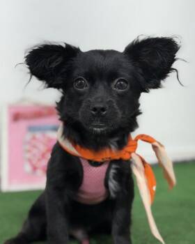 Albone Einstein-One of our Amazing Rescue Dogs -  Papillon and Pug Dog for Adoption in Carlsbad, California - Albone Einstein-One Of Our Amazing Rescue Dogs | PetCurious