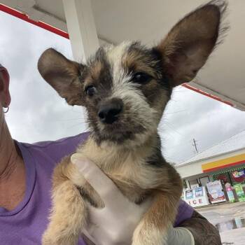 Firecracker -  Chihuahua and Mixed Breed Dog for Adoption in Freeport, Florida - Firecracker | PetCurious
