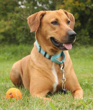 Sissy -  Mixed Breed Dog for Adoption in Freedom, Wisconsin - Sissy | PetCurious