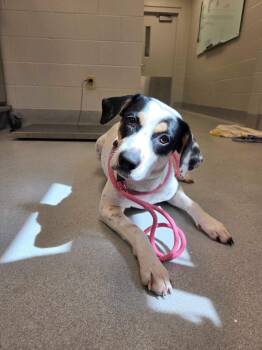 Lucky Ducky -  German Shorthaired Pointer and Mixed Breed Dog for Adoption in Chillicothe, Ohio - Lucky Ducky | PetCurious