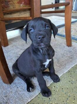 Yeli the Golden Retriever Mix Puppy -  Golden Retriever and Labrador Retriever Dog for Adoption in Muskego, Wisconsin - Yeli The Golden Retriever Mix Puppy | PetCurious