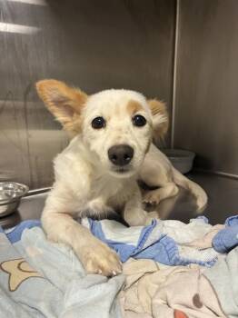 HANAH -  Parson Russell Terrier and Mixed Breed Dog for Adoption in Ocala, Florida - HANAH | PetCurious