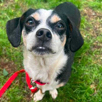 Beagle and Chihuahua Dogs Available for Adoption in Pelham, New Hampshire - Joey | PetCurious