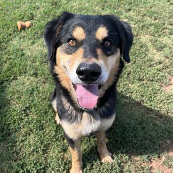 Remi -  Mixed Breed Dog Available for Adoption in Chickasha, Oklahoma - Remi | PetCurious
