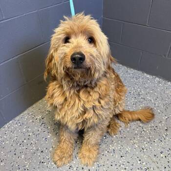 TUSC-Stray-84965 -  Poodle and Mixed Breed Dog for Adoption in Tuscaloosa, Alabama - TUSC-Stray-84965 | PetCurious