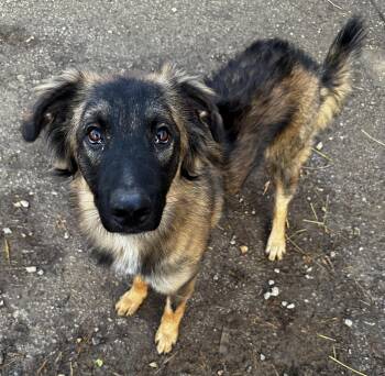 German Shepherd Dog and Rough Collie Dogs Available for Adoption - Ralphy | PetCurious
