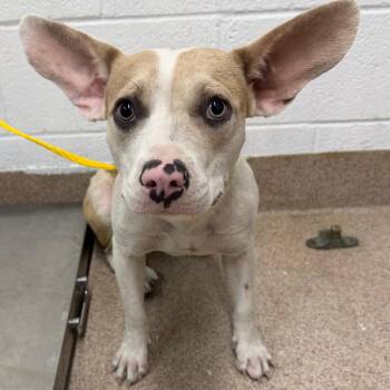 Roxy -  Mixed Breed Dog for Adoption in Ardmore, Oklahoma - Roxy | PetCurious