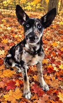 Popcorn -  Belgian Shepherd Malinois and Mixed Breed Dog for Adoption in St. Augustine, Florida - Popcorn | PetCurious