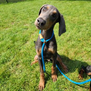 Rowdy -  Doberman Pinscher Dog for Adoption in Fort Wayne, Indiana - Rowdy | PetCurious