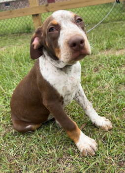 Rescue Pointer and Hound Dogs for Adoption in Tarrytown, Georgia - Beta | PetCurious
