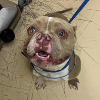 Kenny Omega -  Mixed Breed Dog for Adoption in Winston-salem, North Carolina - Kenny Omega | PetCurious
