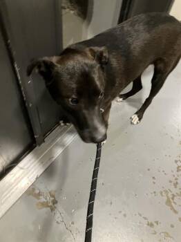 RORY -  Mixed Breed Dog for Adoption in Dallas, Texas - RORY | PetCurious