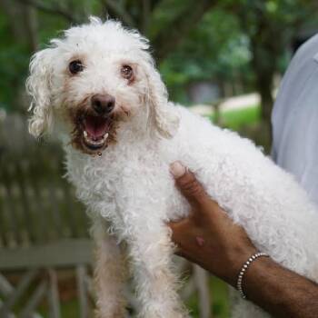 Agnes -  Miniature Poodle Dog for Adoption in Hampton Bays, New York - Agnes | PetCurious
