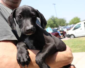 Rescue Labrador Retriever Dogs for Adoption in Pflugerville, Texas - Kit Keller | PetCurious