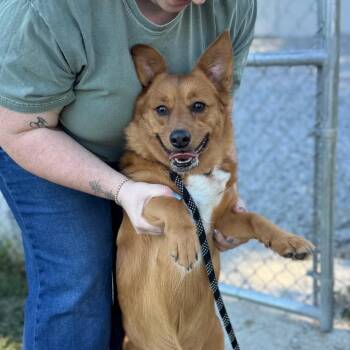 Noodles -  Mixed Breed Dog for Adoption in Hendersonville, North Carolina - Noodles | PetCurious
