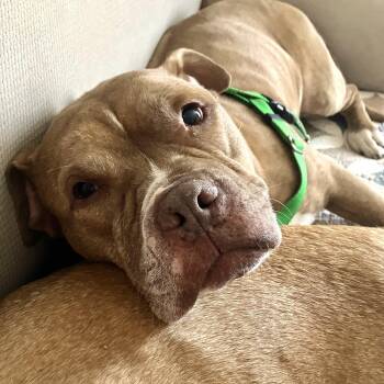 Rescue Pit Bull Terrier Dogs for Adoption in Chicago, Illinois - Pudge | PetCurious