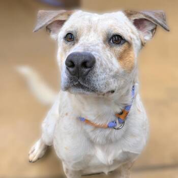Cattle Dog Dogs Available for Adoption - Howie | PetCurious